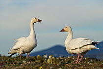 Snow geese (Chen caerulescens caerulescens) pair with chicks at nest,  Wrangel Island, Far Eastern Russia, June.