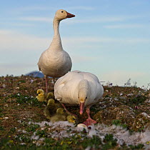 Snow geese (Chen caerulescens caerulescens) pair with chicks at nest, Wrangel Island, Far Eastern Russia, June.