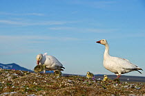 Snow geese (Chen caerulescens caerulescens) pair with chicks, Wrangel Island, Far Eastern Russia, June.