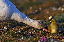Snow goose (Chen caerulescens caerulescens) trying to move chick, Wrangel Island, Far Eastern Russia, June.