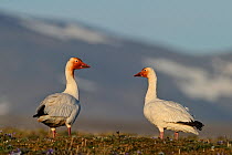 Snow geese (Chen caerulescens caerulescens) pair in habitat, with rusty orange faces from iron rich soil in which they forage forages. Wrangel Island, Far Eastern Russia, June.