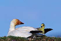 Snow geese (Chen caerulescens caerulescens) with rusty orange face from iron rich soil in which it forages. With newly hatched chick, Wrangel Island, Far Eastern Russia, June.