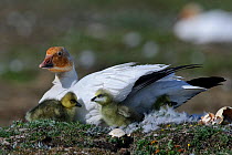 Snow goose (Chen caerulescens caerulescens) on nest with chicks, Wrangel Island, Far Eastern Russia, June.