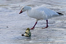 Snow goose (Chen caerulescens caerulescens) parent with chick which has fallen over on the ice, Wrangel Island, Far Eastern Russia, June.