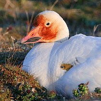 Snow goose (Chen caerulescens caerulescens) brooding chicks, with rusty orange face from iron rich soil in which it forages. Wrangel Island, Far Eastern Russia, June.
