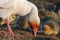 Snow goose (Chen caerulescens caerulescens) with chicks. Rusty orange face from iron rich soil in which it forages. Wrangel Island, Far Eastern Russia, June.