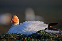 Snow goose (Chen caerulescens caerulescens) with rusty orange face from iron rich soil in which it forages. Wrangel Island, Far Eastern Russia, June.