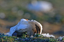 Snow goose (Chen caerulescens caerulescens) brooding chicks, Wrangel Island, Far Eastern Russia, June.