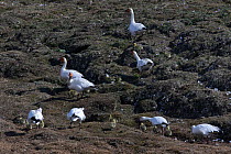 Snow geese (Chen caerulescens caerulescens) with chicks at nesting site, Wrangel Island, Far Eastern Russia, June.