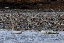Snow geese (Chen caerulescens caerulescens) swimming with chicks, Wrangel Island, Far Eastern Russia, June.