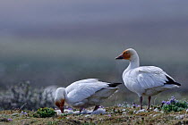 Snow geese (Chen caerulescens caerulescens) turning eggs at nest, orange colour on face from iron rich soil. Wrangel Island, Far Eastern Russia, June.