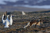 Arctic fox (Vulpes lagopus) in summer moult stealing Snow goose (Chen caerulescens caerulescens) egg, with Snow goose flapping wings can calling, Wrangel Island, Far Eastern Russia, June.