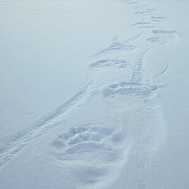 Polar bear (Ursus martimus) footprints in snow, Wrangel Island, Far Eastern Russia, March.