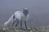 Arctic fox (Vulpes lagopus) mid moult from winter fur, standing in mist, Wrangel Island, Far Eastern Russia, June.