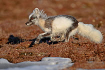 Arctic fox (Vulpes lagopus) running, mid moult into summer fur, Wrangel Island, Far Eastern Russia, June.