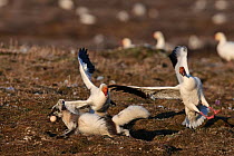 Arctic fox (Vulpes lagopus) in summer moult stealing Snow goose (Chen caerulescens caerulescens) egg, with Snow goose flapping wings cand calling, Wrangel Island, Far Eastern Russia, June.