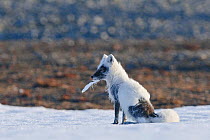 Arctic fox (Vulpes lagopus) mid moult from winter to summer fur, with feather in mouth, Wrangel Island, Far Eastern Russia, June.