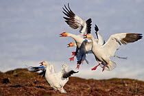 Snow geese (Chen caerulescens caerulescens) group calling and landing, Wrangel Island, Far Eastern Russia, June.