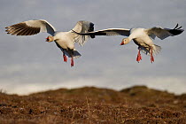 Snow geese (Chen caerulescens caerulescens) two landing,Wrangel Island, Far Eastern Russia, June.