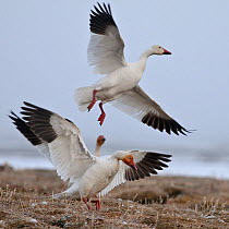 Snow geese (Chen caerulescens caerulescens) taking off, Wrangel Island, Far Eastern Russia, June.