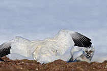 Snow goose (Chen caerulescens caerulescens) with wings out stretched, chasing way Arctic fox (Vulpes lagopus) Wrangel Island, Far Eastern Russia, June.
