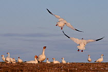 Snow geese (Chen caerulescens caerulescens) with two landing, Wrangel Island, Far Eastern Russia, June.
