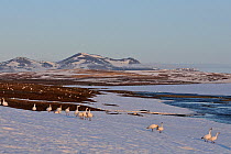 Snow geese (Chen caerulescens caerulescens) in habitat, Wrangel Island, Far Eastern Russia, June.