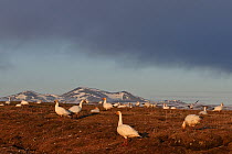 Snow geese (Chen caerulescens caerulescens) flock resting, Wrangel Island, Far Eastern Russia, June.