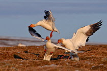 Snow geese (Chen caerulescens caerulescens) fighting, Wrangel Island, Far Eastern Russia, June.