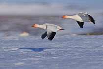 Snow geese (Chen caerulescens caerulescens) in flight, Wrangel Island, Far Eastern Russia, June.