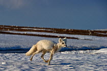 Arctic fox (Vulpes lagopus) running, Wrangel Island, Far Eastern Russia, June.