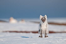 Arctic fox (Vulpes lagopus) portrait, Wrangel Island, Far Eastern Russia, June.