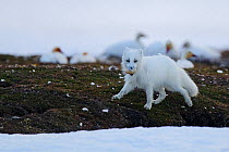 Arctic fox (Vulpes lagopus) in winter fur, stealing Snow goose egg, Wrangel Island, Far Eastern Russia, June.