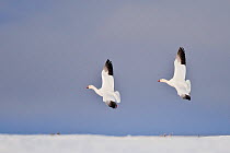 Snow geese (Chen caerulescens caerulescens) pair in flight over snow, Wrangel Island, Far Eastern Russia, June.