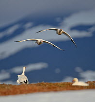 Snow geese (Chen caerulescens caerulescens) pair in flight, Wrangel Island, Far Eastern Russia, June.