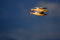 Snow geese (Chen caerulescens caerulescens) pair in flight, Wrangel Island, Far Eastern Russia, June.