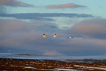 Snow geese (Chen caerulescens caerulescens) three in flight, Wrangel Island, Far Eastern Russia, June.