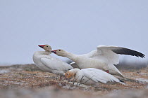 Snow geese (Chen caerulescens caerulescens) aggressive male attempting to mate with female, with pair mating in foreground, Wrangel Island, Far Eastern Russia, June.