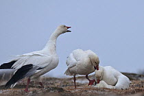 Snow geese (Chen caerulescens caerulescens) aggresive male biting neck of another male mating with female, Wrangel Island, Far Eastern Russia, June.