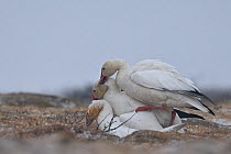 Snow geese (Chen caerulescens caerulescens) aggresive male biting neck of another male mating with female, Wrangel Island, Far Eastern Russia, June.