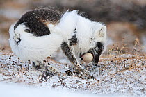Arctic fox (Vulpes lagopus) with Snow goose egg in mouth, mid moult from winter to summer fur, Wrangel Island, Far Eastern Russia, June.
