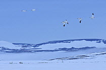 Snow geese (Chen caerulescens caerulescens) in flight above habitat, Wrangel Island, Far Eastern Russia, June.