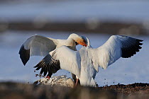 Snow geese (Chen caerulescens caerulescens) fighting, Wrangel Island, Far Eastern Russia, May.
