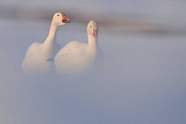Snow geese (Chen caerulescens caerulescens) pair, one calling in mist, Wrangel Island, Far Eastern Russia, May.