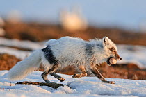 Arctic fox (Vulpes lagopus) with Snow goose egg in mouth, mid moult from winter to summer fur, Wrangel Island, Far Eastern Russia, May.
