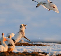 Snow goose (Chen caerulescens caerulescens) mobbing Arctic fox (Vulpes lagopus) trying to steal eggs, Wrangel Island, Far Eastern Russia, May.