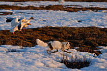 Arctic fox (Vulpes lagopus) stealing Snow goose (Chen caerulescens caerulescens) with Snow geese mobbing it, Wrangel Island, Far Eastern Russia, May.