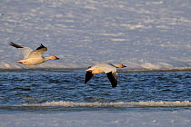 Snow geese (Chen caerulescens caerulescens) Wrangel Island, Far Eastern Russia, May.