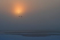 Snow geese (Chen caerulescens) in flight in mist with moon, Wrangel Island, Far Eastern Russia, May.