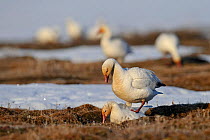 Snow geese (Chen caerulescens caerulescens) mating, Wrangel Island, Far Eastern Russia, May.